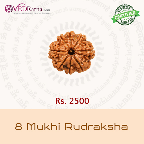 8 mukhi rudraksha